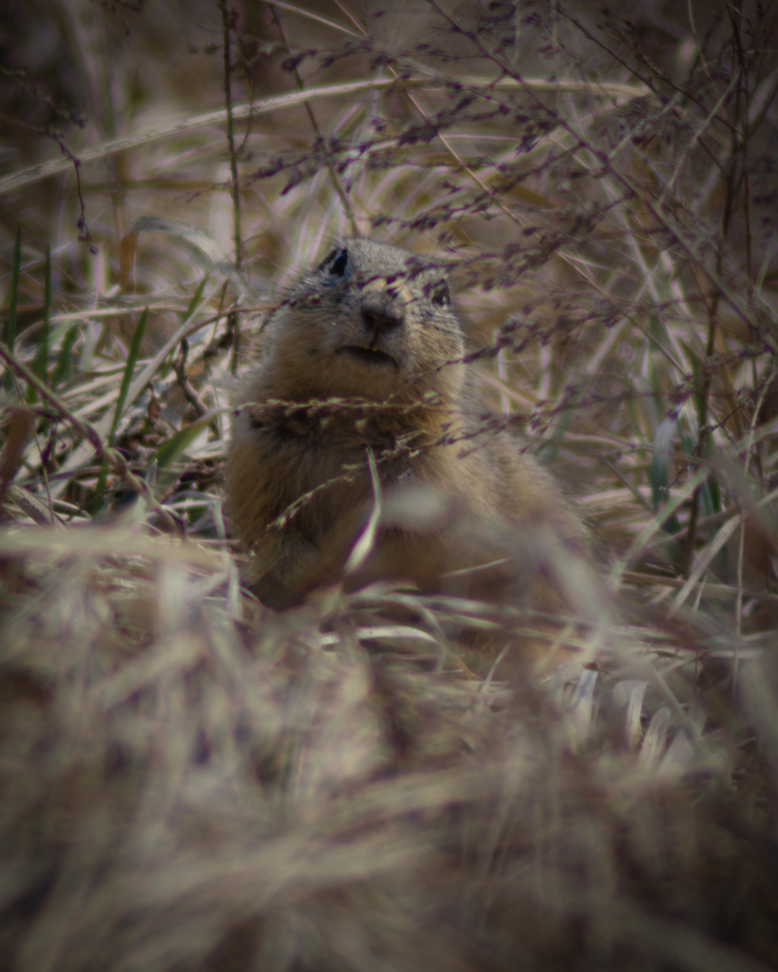 Красавец какой)