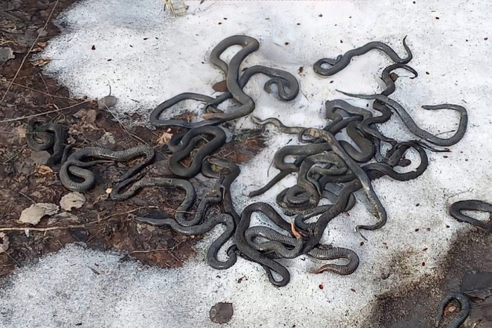 Змеи зимуют большими группами. Потому и пробуждаются они все вместе. И выглядит это для неподготовленного человека весьма жутко.