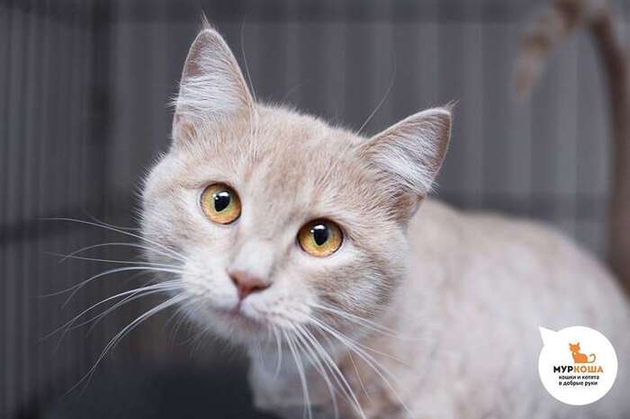 Кошка Иоанна