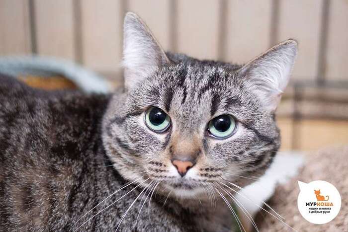 Кошка Неджем