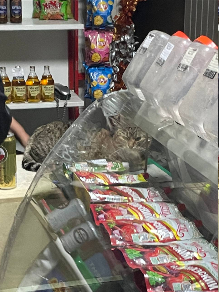 �����, ������� �����