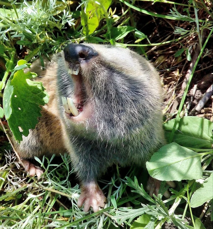 Слепыш: В 10 раз разрушительнее крота. Если он пришёл на участок — огород будет уничтожен Слепыш, Под землей, Животные, Дикие животные, Яндекс Дзен, Яндекс Дзен (ссылка), Длиннопост Слепыш: В 10 раз разрушительнее крота. Если он пришёл на участок — огород будет уничтожен Слепыш, Под землей, Животные, Дикие животные, Яндекс Дзен, Яндекс Дзен (ссылка), Длиннопост