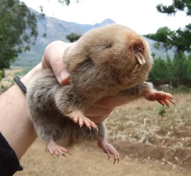 Слепыш: В 10 раз разрушительнее крота. Если он пришёл на участок — огород будет уничтожен Слепыш, Под землей, Животные, Дикие животные, Яндекс Дзен, Яндекс Дзен (ссылка), Длиннопост Слепыш: В 10 раз разрушительнее крота. Если он пришёл на участок — огород будет уничтожен Слепыш, Под землей, Животные, Дикие животные, Яндекс Дзен, Яндекс Дзен (ссылка), Длиннопост