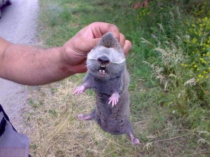 Слепыш: В 10 раз разрушительнее крота. Если он пришёл на участок — огород будет уничтожен Слепыш, Под землей, Животные, Дикие животные, Яндекс Дзен, Яндекс Дзен (ссылка), Длиннопост Слепыш: В 10 раз разрушительнее крота. Если он пришёл на участок — огород будет уничтожен Слепыш, Под землей, Животные, Дикие животные, Яндекс Дзен, Яндекс Дзен (ссылка), Длиннопост