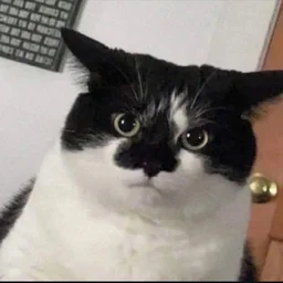 belyaha
