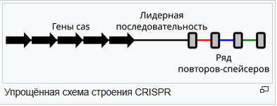 Упрощённая схема строения CRISPR системы.