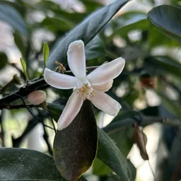 manmanlai