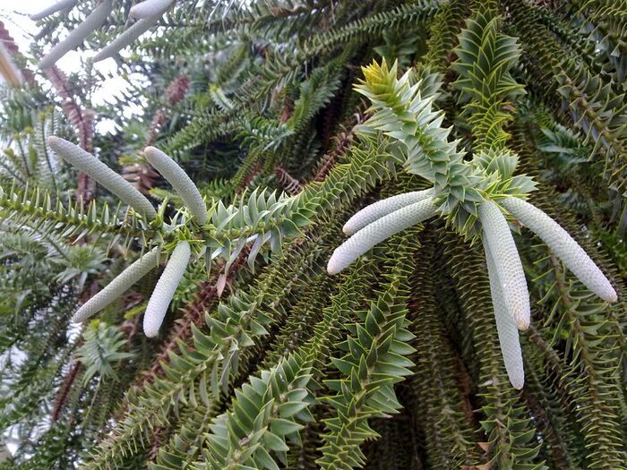 Мужские шишки араукарии Бидвилла. Фото с сайта <!--noindex--><a href="https://pikabu.ru/story/araukariya_bidvilla_12670712?u=http%3A%2F%2Fkartinki-i-risunki.ru&t=kartinki-i-risunki.ru&h=f9bb0552286965284c37c76e0404182ac9df9360" title="http://kartinki-i-risunki.ru" target="_blank" rel="nofollow noopener">kartinki-i-risunki.ru</a><!--/noindex-->.