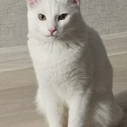Dtshka