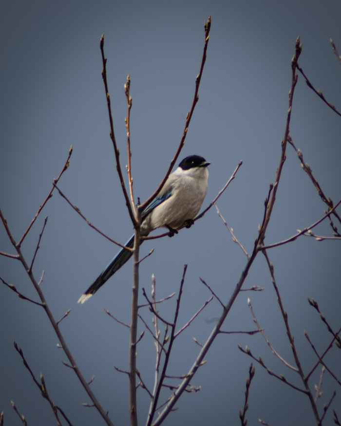 Качается на веточке