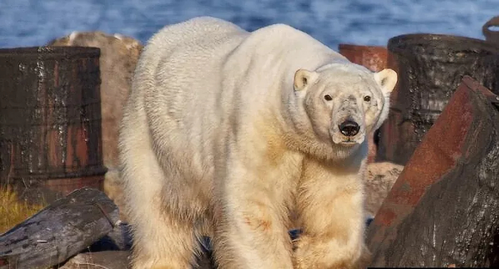 Фотография сделана местным жителем Р. Прасценисом совсем рядом с поселком