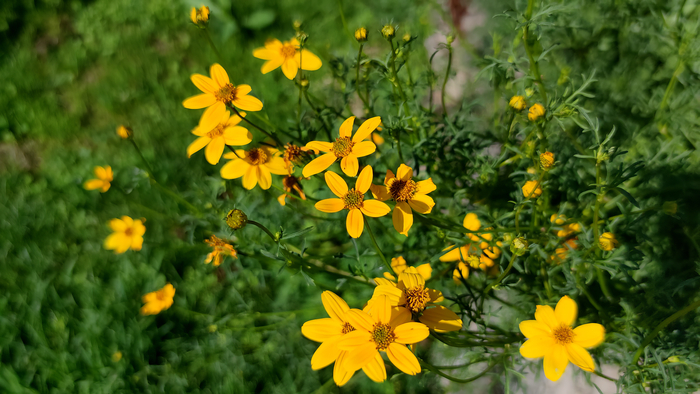 ������ (Bidens)