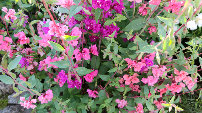 ������� (Clarkia)