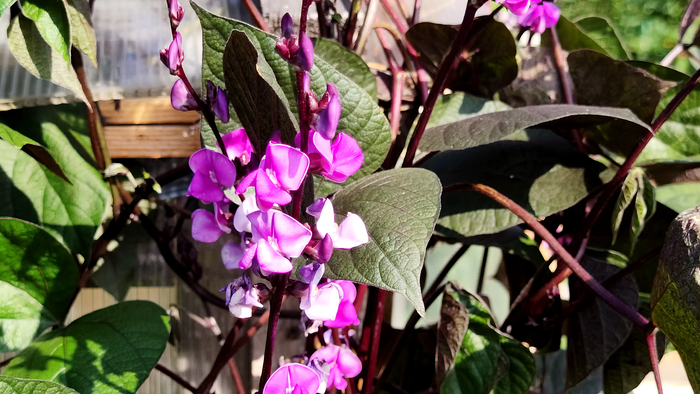 ����������� ���� (Dolichos lablab)