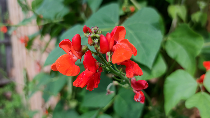 ������ �������-������� (Phaseolus coccineus)
