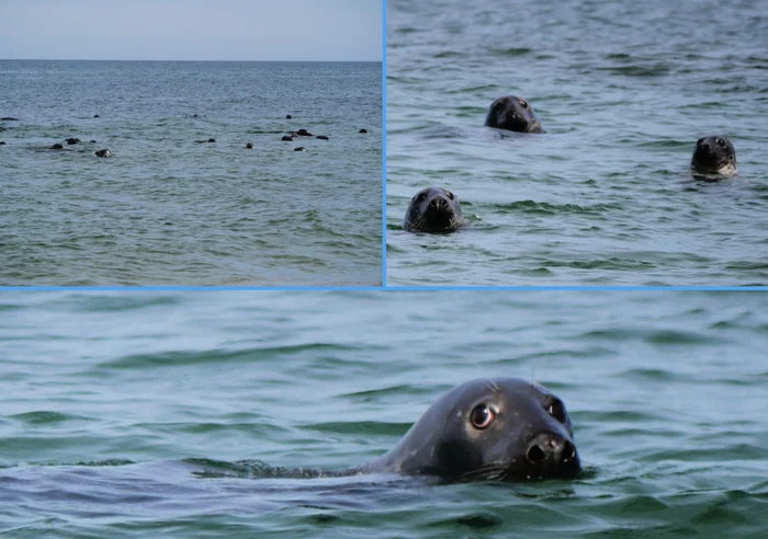 Почему моряки избегают этого места в океане вот уже 400 лет? Тайны острова Сейбл Планета Земля, Земля, Познавательно, Вокруг света, Планета, Факты, Научпоп, География, Удивительное, Биология, Длиннопост, Искусственный интеллект, Сгенерировано