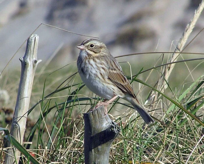 Почему моряки избегают этого места в океане вот уже 400 лет? Тайны острова Сейбл Планета Земля, Земля, Познавательно, Вокруг света, Планета, Факты, Научпоп, География, Удивительное, Биология, Длиннопост, Искусственный интеллект, Сгенерировано