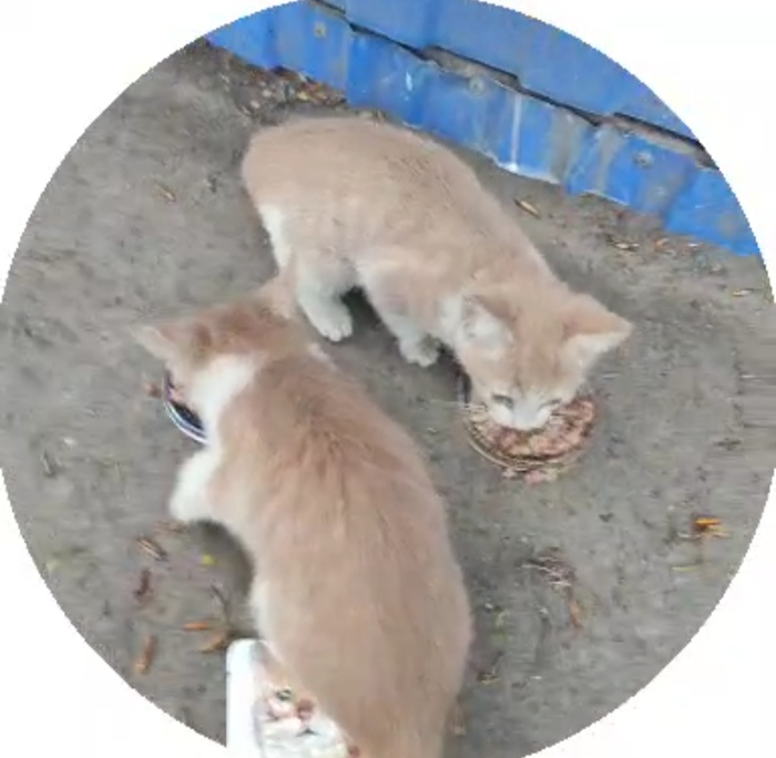       ,  , ,  