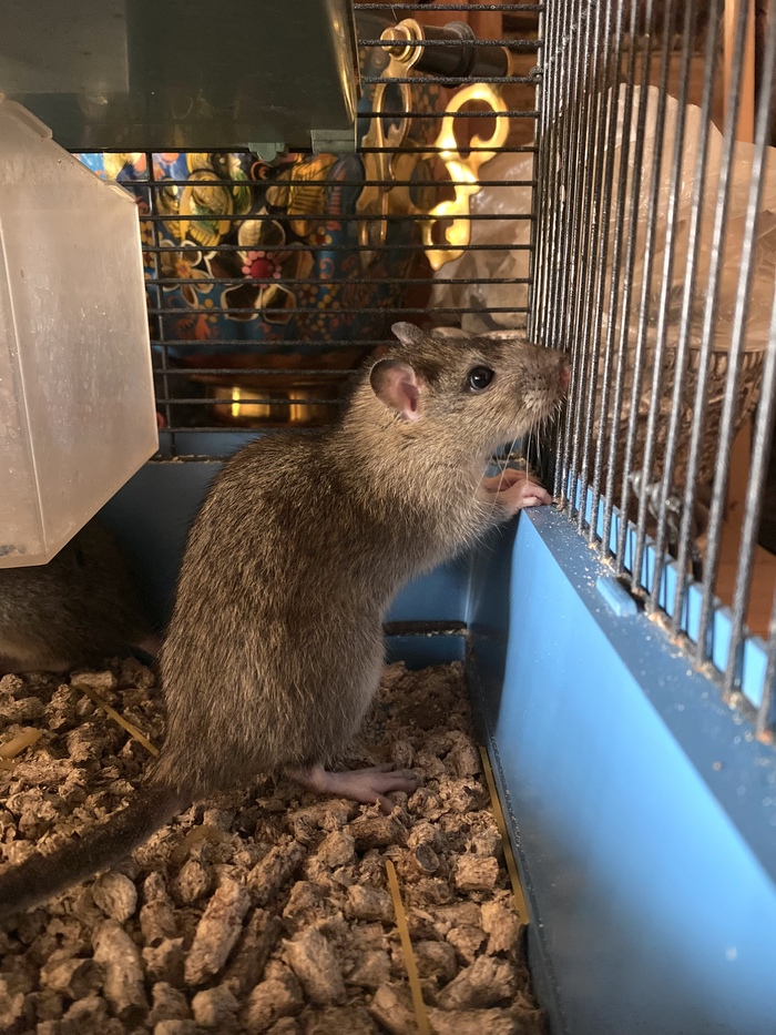 Невероятная красотка в поиске постоянного контакта. Нюхает пальцы и выпрашивает шоколадки