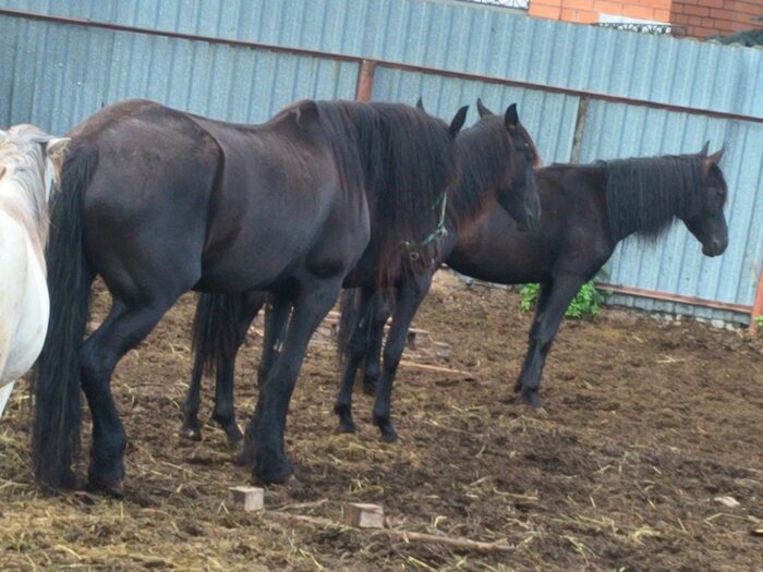 Зависли сегодня... Вторая справа годовалый жеребёнок-фриз Хелла