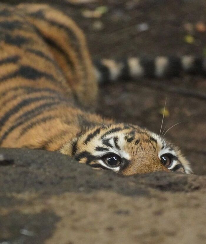 Редкая и опасная тигровая кобра