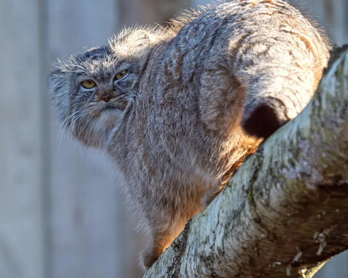 Авторы фото Виктория и Роман Пауловы, <a href="https://pikabu.ru/story/imeninnikov_post_12658577?u=https%3A%2F%2Fmanulization.ru%2Fmanuls%2Fewok%2Fphotos%2Fw6r39znUImSAdJsh&t=manulization.ru&h=b13ed4888289bbd2bc6f9996d1713763e8a71055" title="https://manulization.ru/manuls/ewok/photos/w6r39znUImSAdJsh" target="_blank" rel="nofollow noopener">manulization.ru</a>