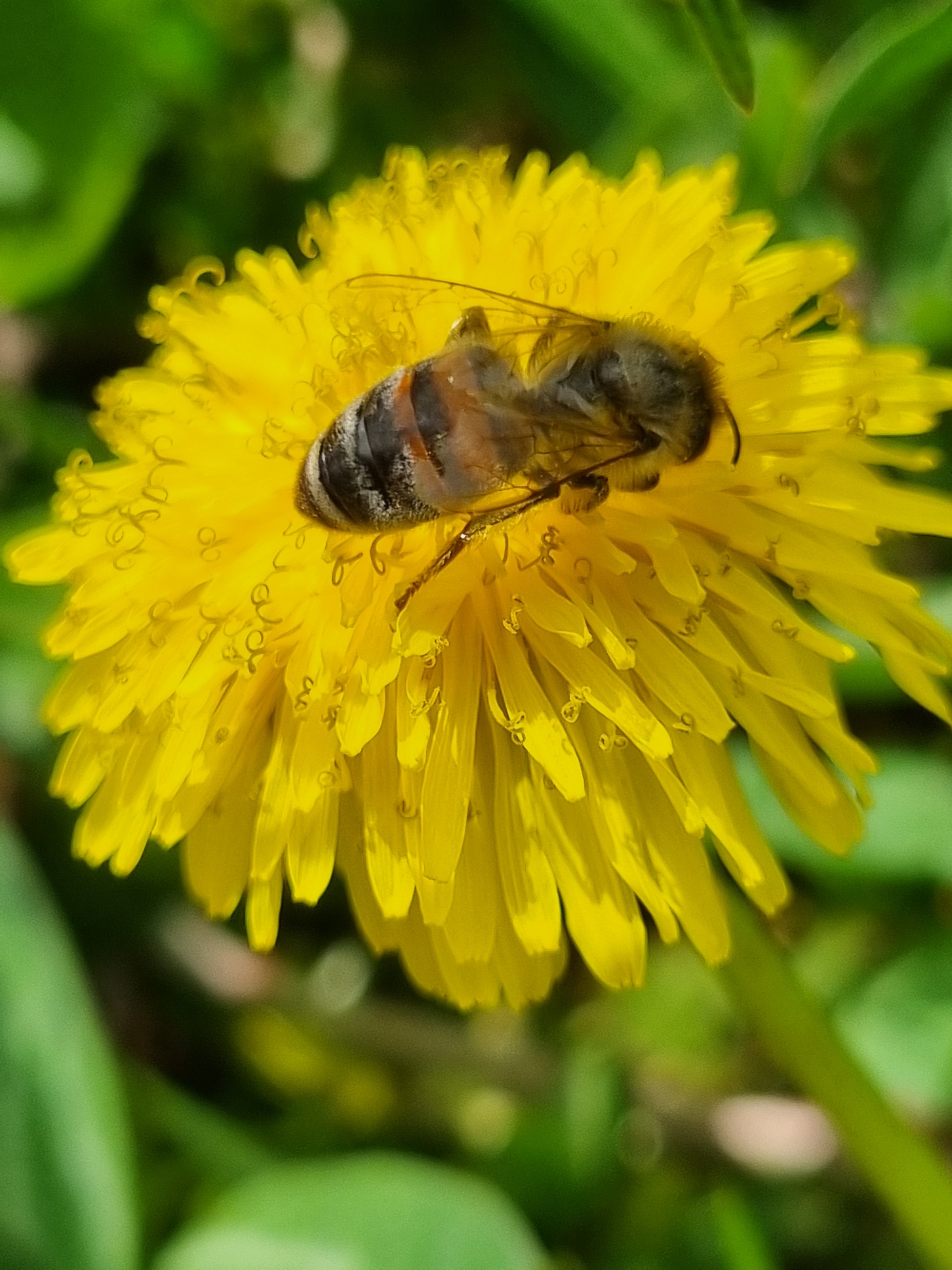 The little goats have woken up - My, Forest, Walk in the woods, Dandelion, Toad, Water, Flowers, Nature, Longpost