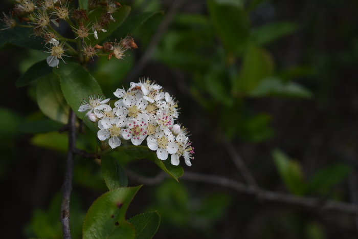 Арония черноплодная