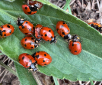 ��������� ���