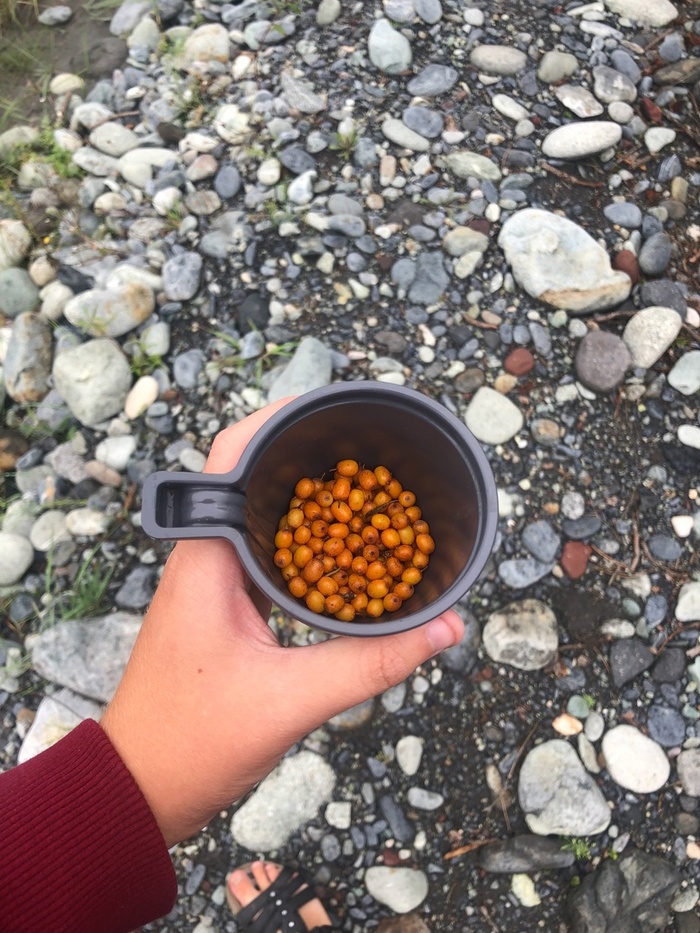 Вкусная и спелая облепиха, из которой мы заварили чай прямо у реки