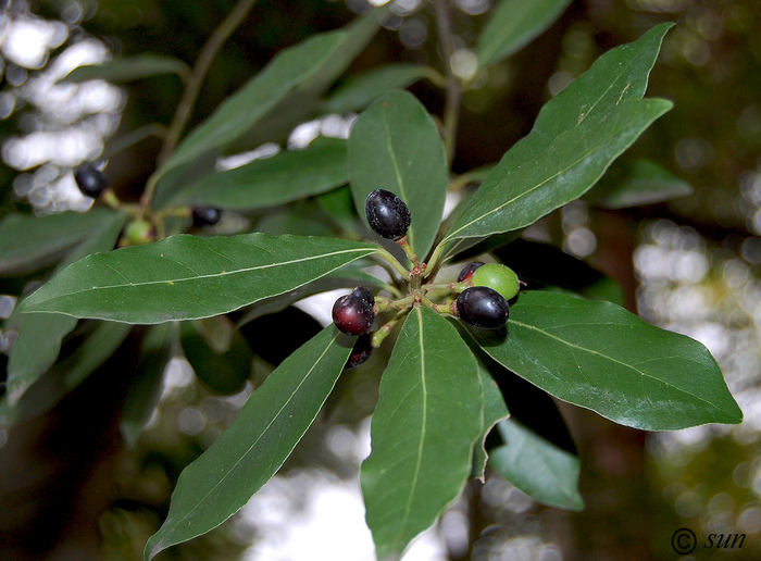    , .  .    <!--noindex--><a href="https://pikabu.ru/story/lavr_blagorodnyiy_12692202?u=http%3A%2F%2Fplantarium.ru&t=plantarium.ru&h=a99e55320aea562513d8f75971d3e7338d0dbe18" title="http://plantarium.ru" target="_blank" rel="nofollow noopener">plantarium.ru</a><!--/noindex-->.