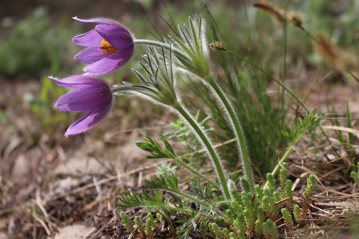 Прострел обыкновенный, P. vulgaris.