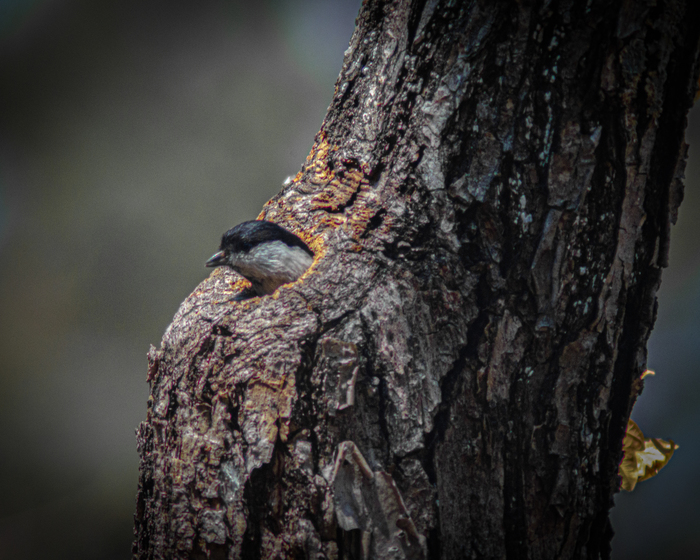      , ,  , ,  , , , , Nikon, , ,  ,  ,   