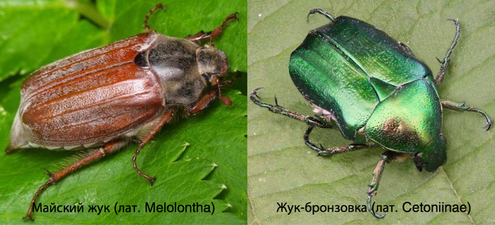 Майский жук. Вестник весны или коварный вредитель?