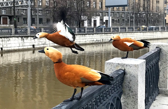 В Москве опять начинается этот ад. Крик о помощи