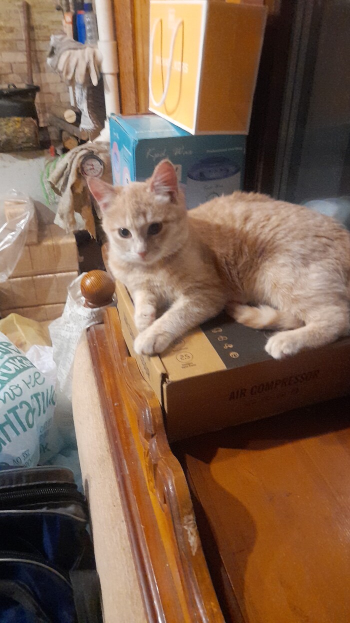 Это он сейчас такой ему 7 мес.