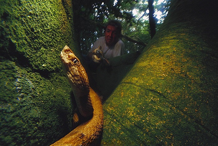 Сбор гадюк даже для научных целей крайне ограничен. Вид крайне уязвим, важна каждая особь!