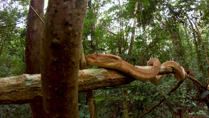 О нет, тут двуногий! Полиция! Спасите!