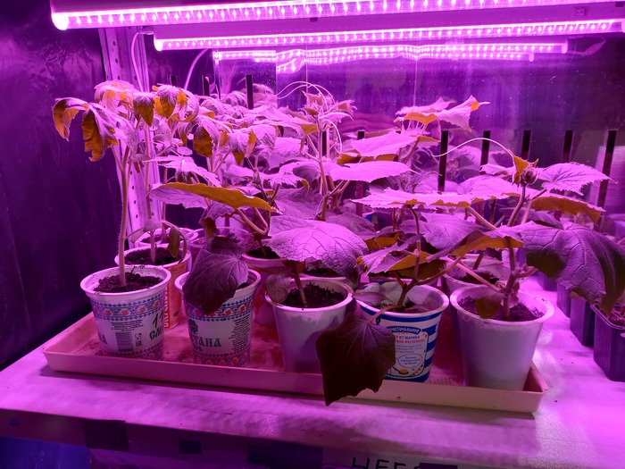 Огурчики и помидорчики.