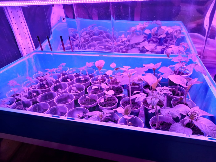 Перчики, капуста, баклажаны для огорода.