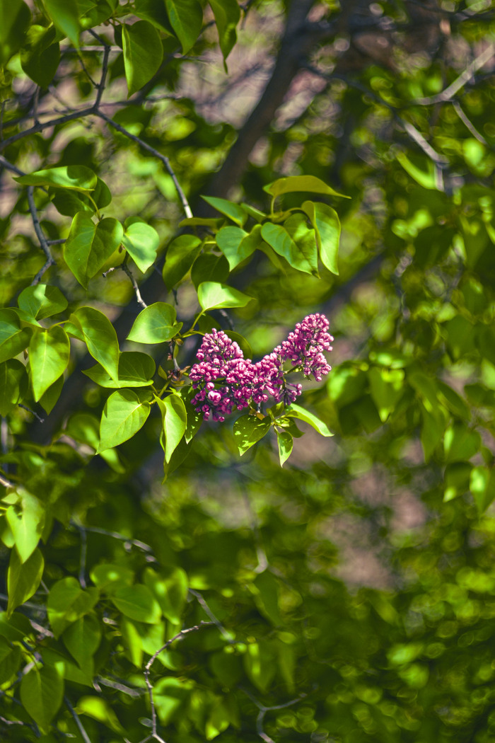  ) , , Nikon d3100, , 