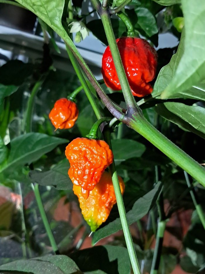 28-октября. Другие перчики тоже краснеют.