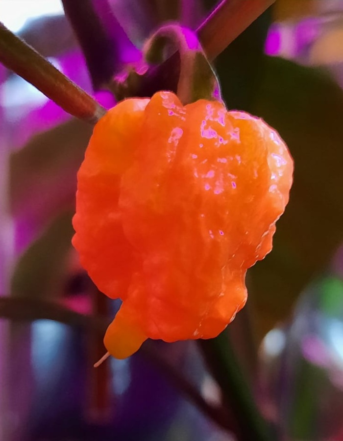 26-е сентября. Первый перчик. Набираем массу и цвет.