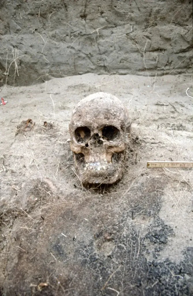 Череп Витуса Беринга