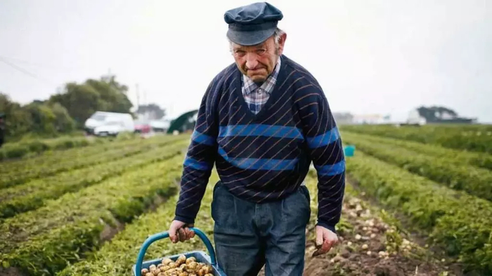 Обрабатывают La Bonnotte исключительно вручную