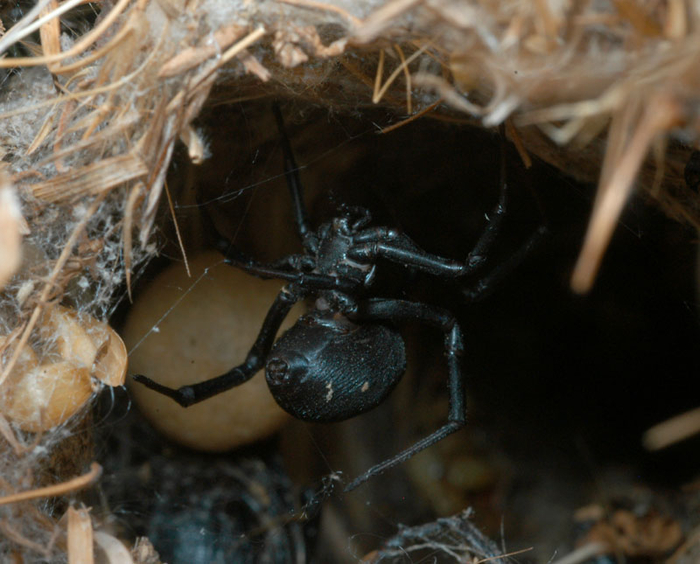 В логове самки не только отдыхают, но и обустраивают гнезда, в которых прикрепляют коконы с яйцами. И стеатоды, и каракурты бережно следят за потомством до момента их вылупления.