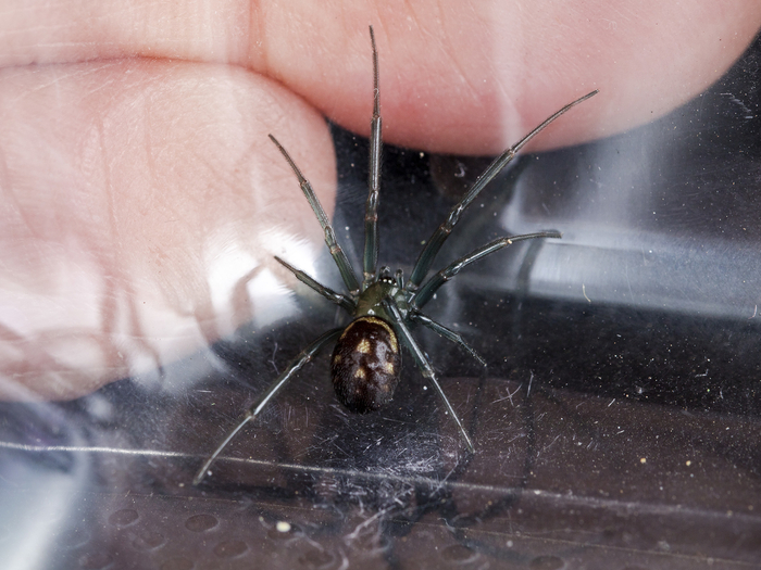 На самом деле, стеатода крупная — совсем некрупная. Сравните её с человеческими пальцами. И это самка. Самцы ещё меньше!