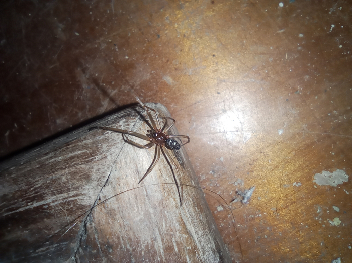 Спасибо, что не убирался в чулане пару лет. Это отличное жилище для меня! На фото самец стеатоды.