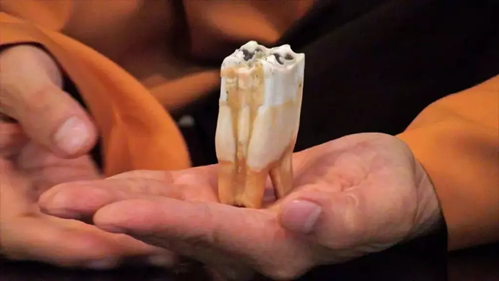 Ученые утверждают, что зуб Будды не может принадлежать человеку — это очевидно по фото. Однако буддисты относятся к подобным заявлением равнодушно