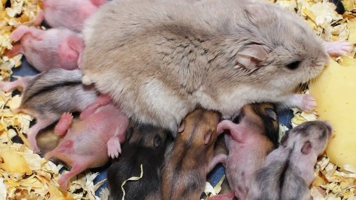 Хомяк и потомство